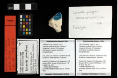 Foto (Objekt + Etiketten) von Lemacola jenniferae (Robins, Feldmann, Schweitzer & Bonde, 2016) 
